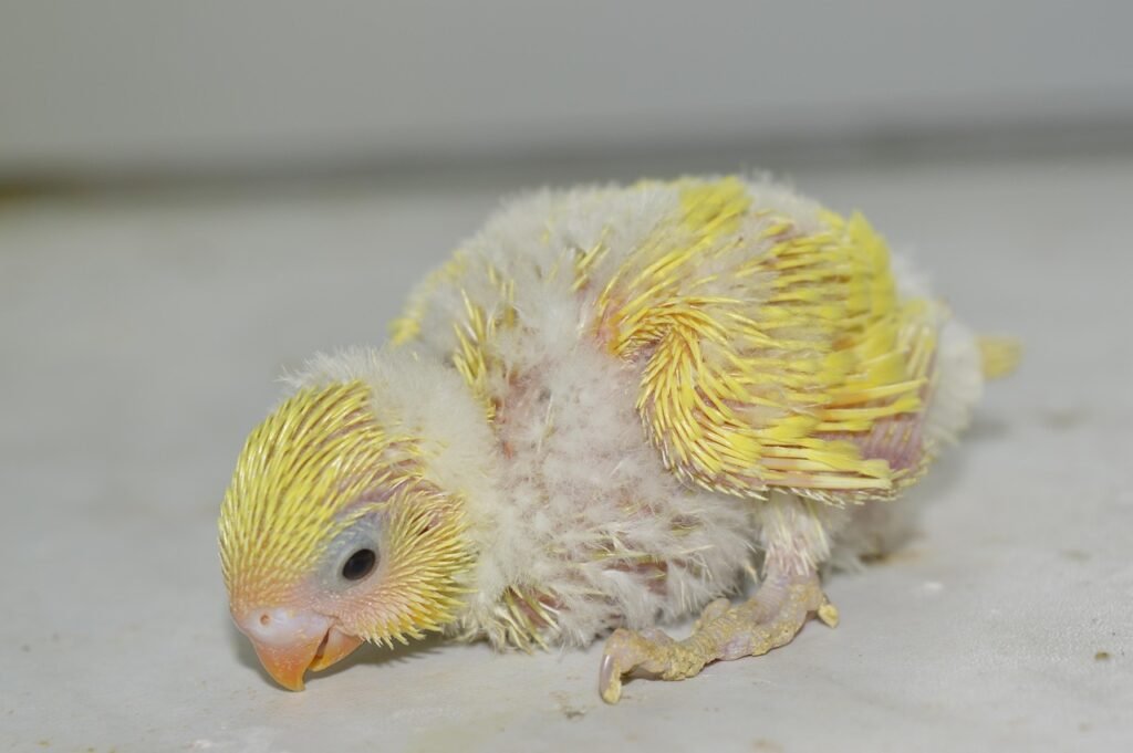 handfeeding baby budgie