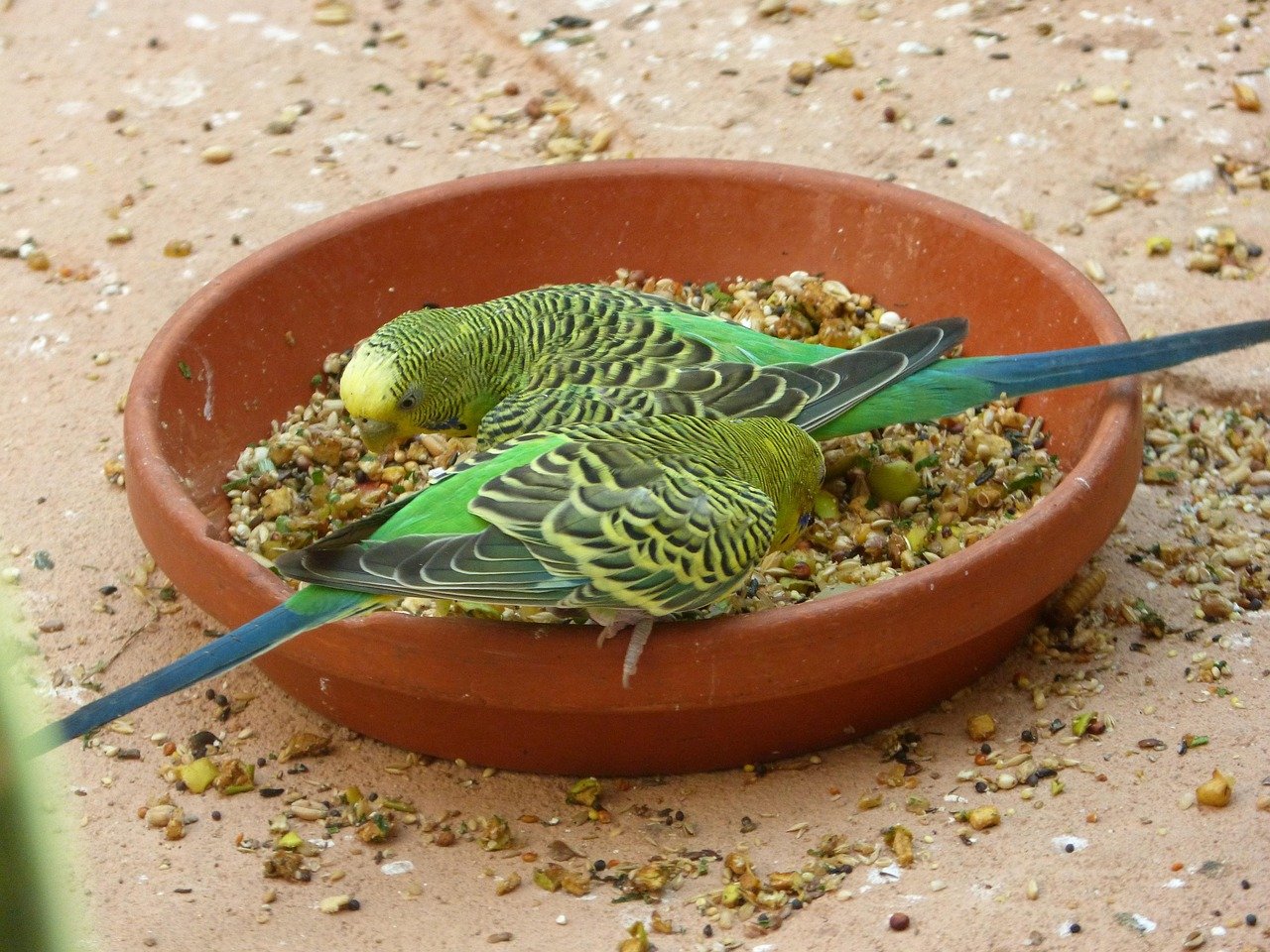 budgie food, budgies eating