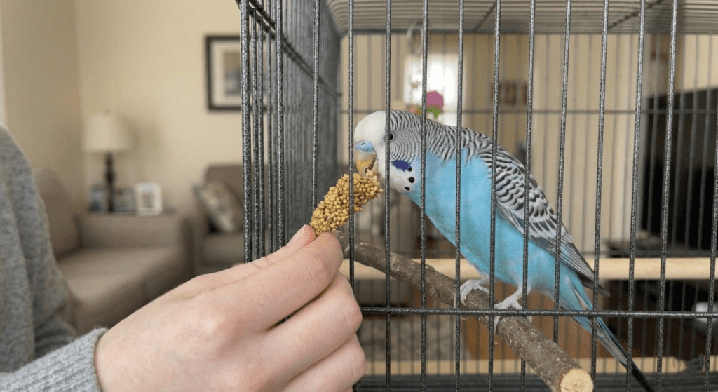blue budgie eating spray millet through cage