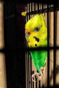 Read more about the article All You Need to Know About Budgies: Care, Breeding, and Showing