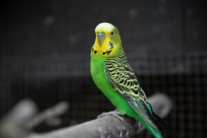 Read more about the article Everything You Need to Know About Budgies