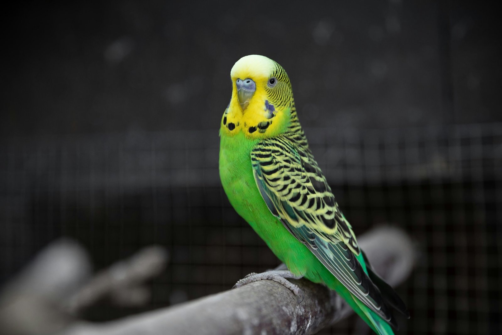yellow and green budgerigar