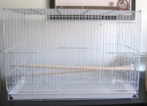 Read more about the article Best Budgie Cage for Breeding Budgies