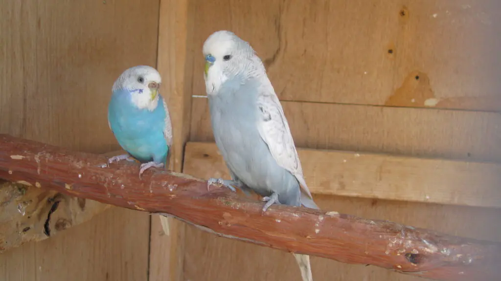 female standard budgie and male English budgie
