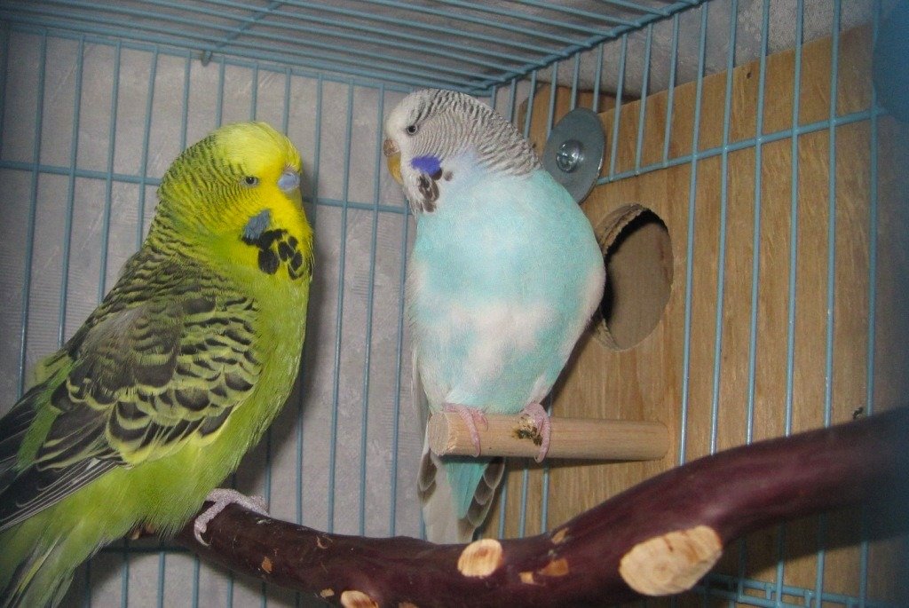 Grey Green Male English budgie and Cinnamon Sky Blue Pied Female English budgie