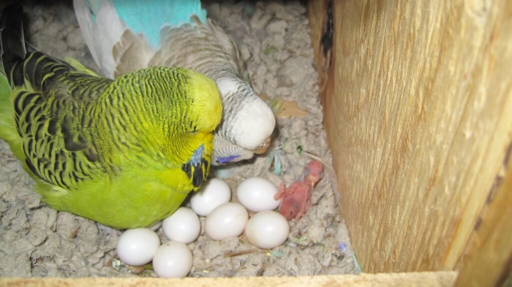 English budgie pair with newly hatched budgie and budgie eggs in a nest box