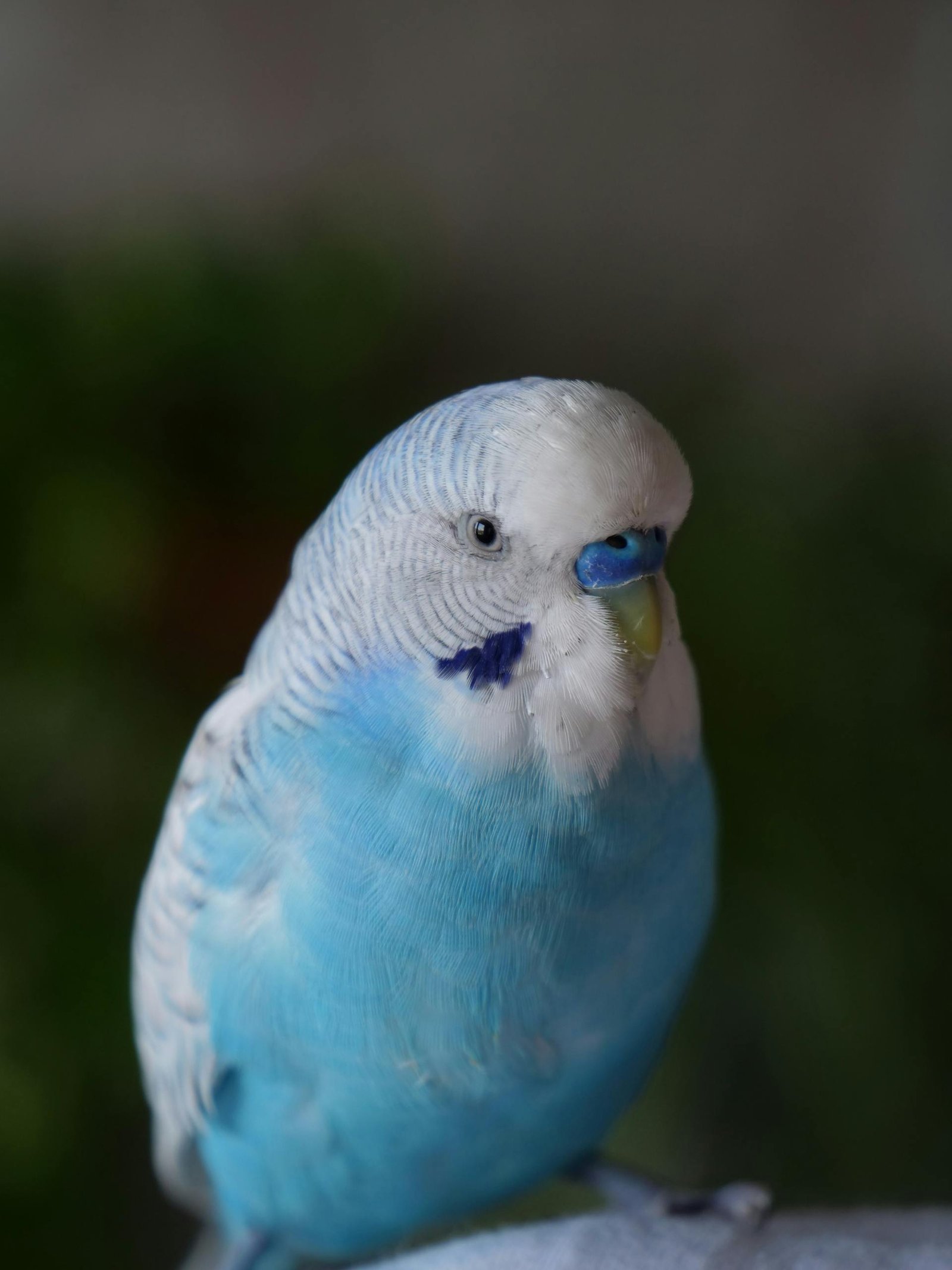 A vibrant blue budgerigar bird, also known as Melopsittacus undulatus, perching and looking forward.