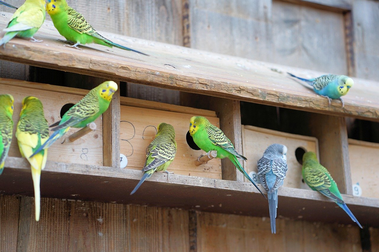 breeding budgies, budgie breeding guide, how to breed budgies, budgie care, budgie breeding supplies, pet bird breeding, parakeet breeding, budgie nest box, budgie diet, budgie mating