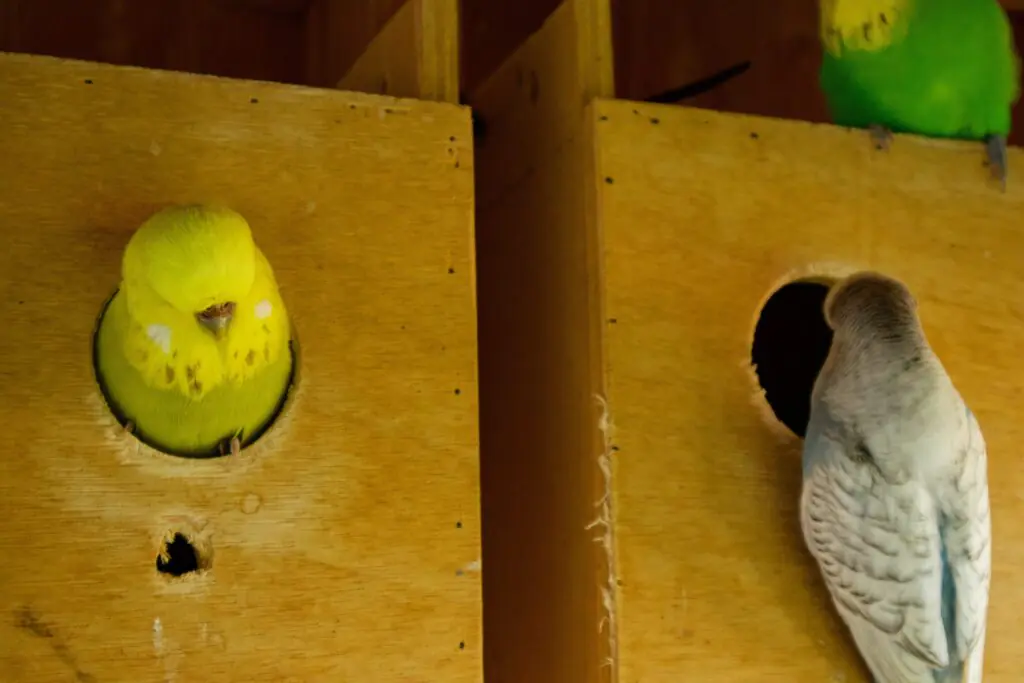 female English budgies inspect nest box 