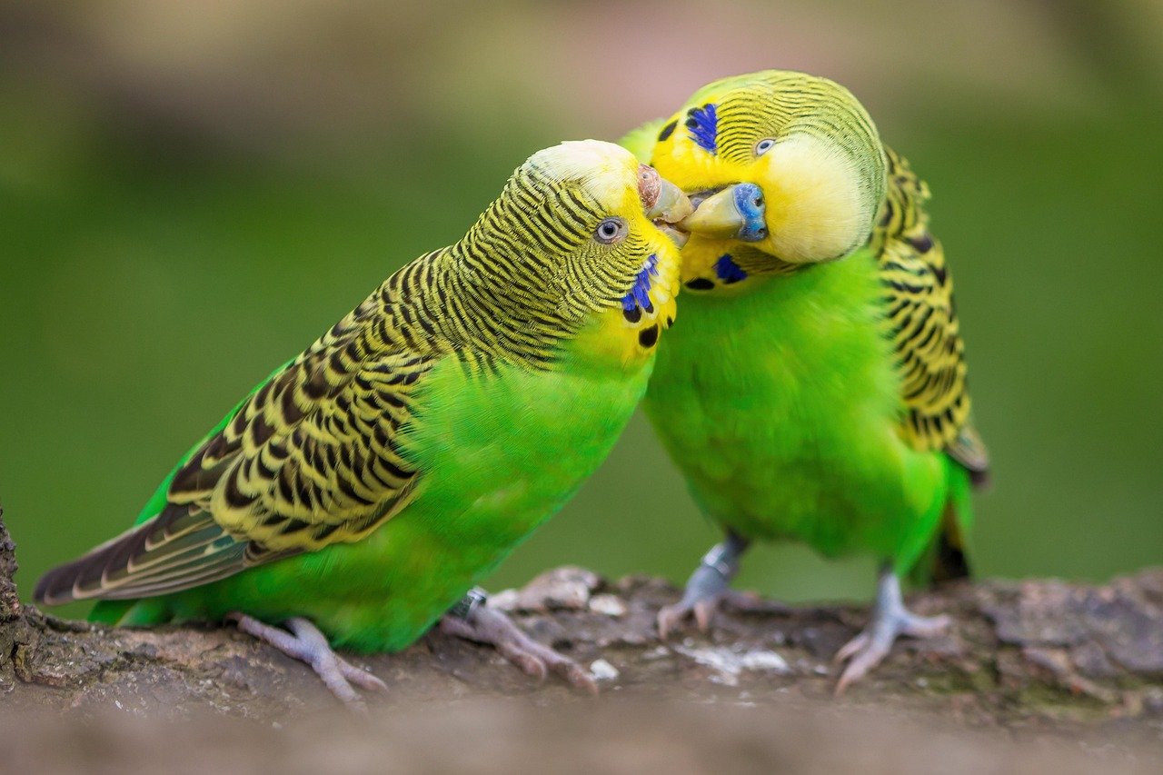budgie, few, birds, budgies, plumage, nature, affection, multicoloured, friendship, together, to sit, green, yellow, blue, colorful, budgie, budgie, budgie, budgie, budgie, budgies, budgies, budgies, budgies