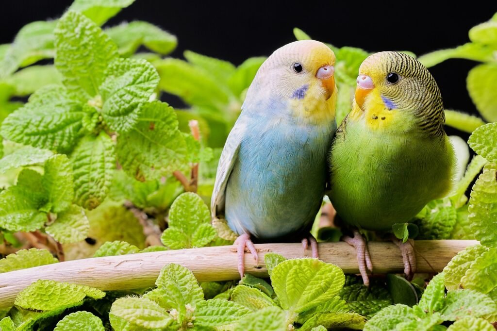 parakeets, birds, budgie, branch, leaves, foliage, pair, pair of birds, perched, perched birds, nature, animals, perico, pets, budgie, budgie, budgie, budgie, budgie