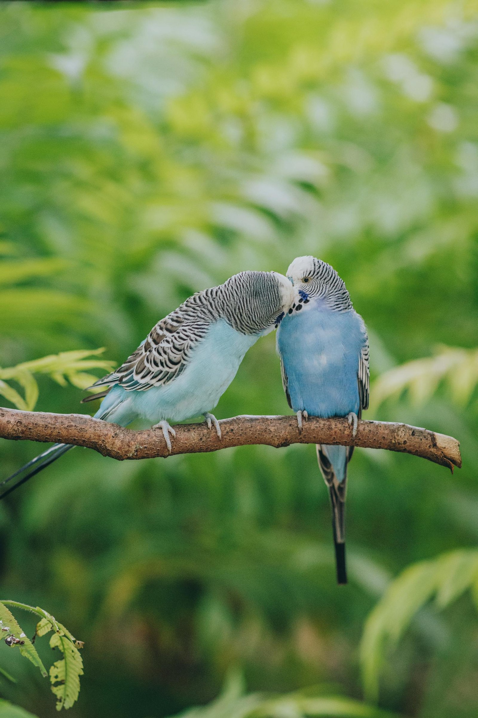 Two blue parakeets perched on a branch, showing affection in a lush green setting.